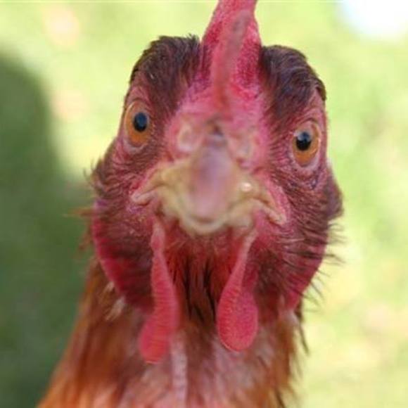 Meet your Posher, Andrew - Picture 1 of 1